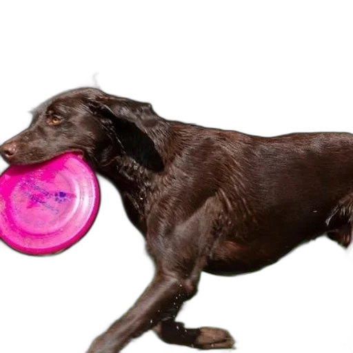 animal, creature, food, photorealistic transparent PNG cut-out