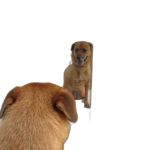 animal, staff, face, creature transparent PNG cut-out
