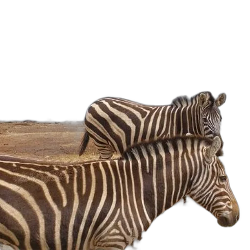 animal, furniture, hat, shoes transparent PNG cut-out