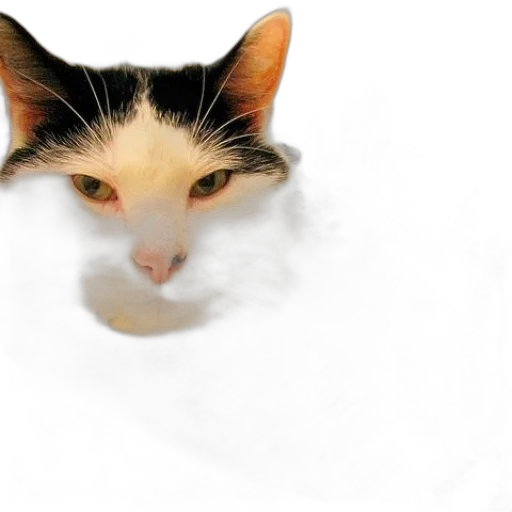 animal, creature, face, mask transparent PNG cut-out