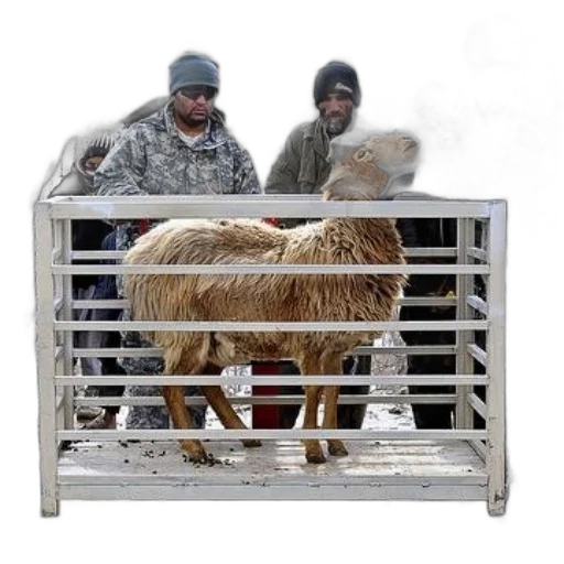 animal, snow, sheep, being transparent PNG cut-out