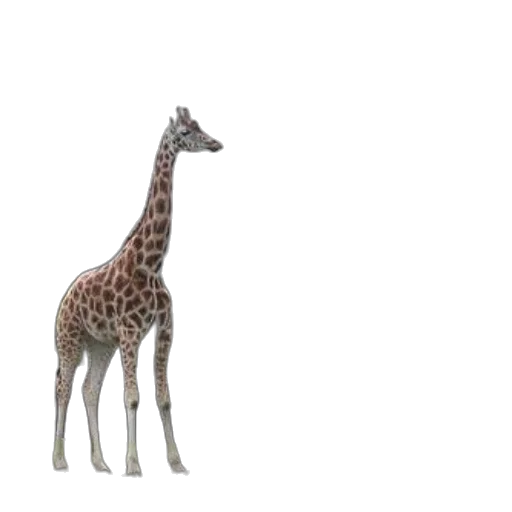 animal, creature, staff, jewelry transparent PNG cut-out