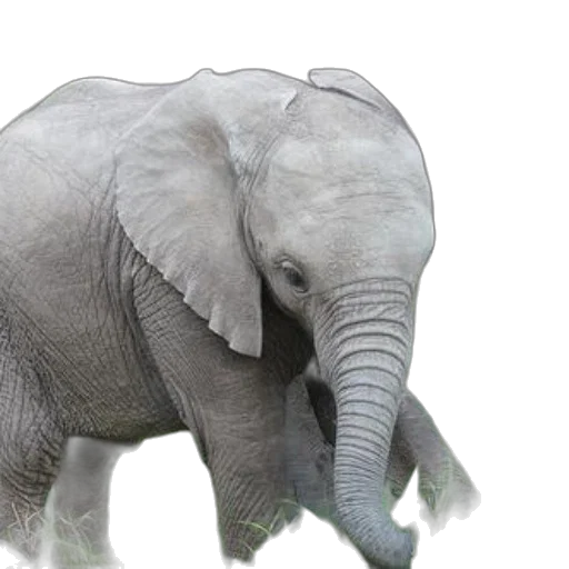 animal, creature, weapon, face transparent PNG cut-out