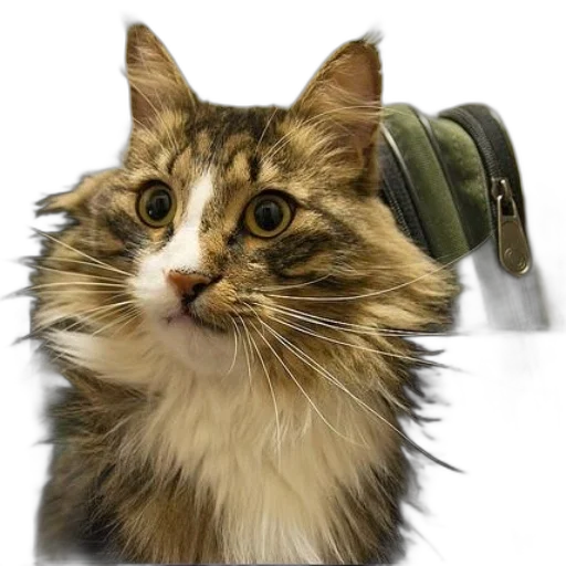 staff, animal, hat, weapon transparent PNG cut-out
