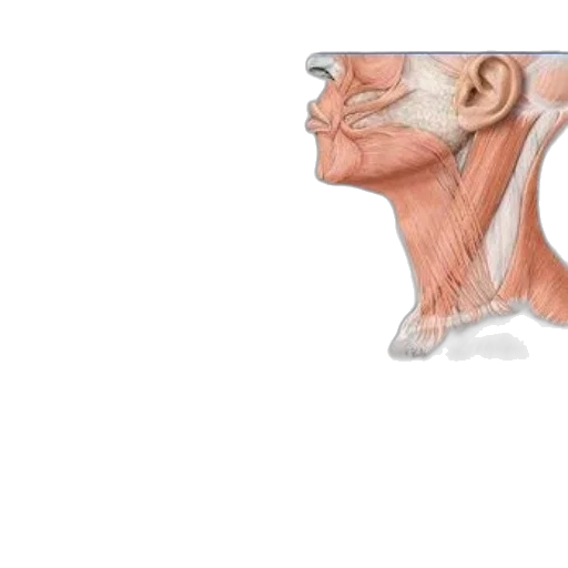 face, mask, animal, creature transparent PNG cut-out