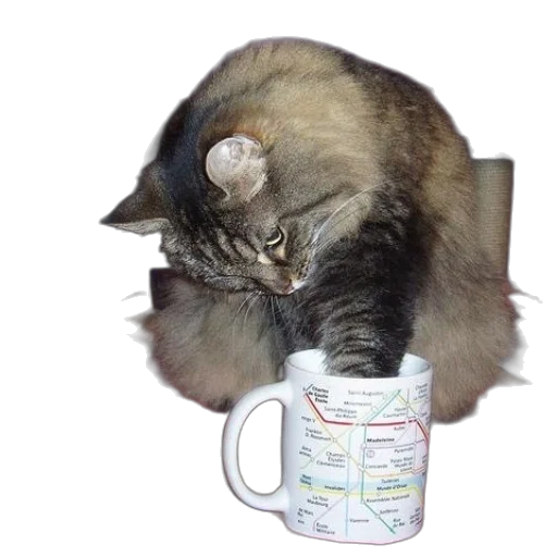 staff, photorealistic, cat, drinking transparent PNG cut-out