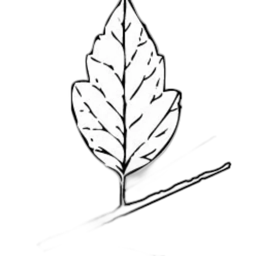 crown, staff, tree, jewelry transparent PNG cut-out