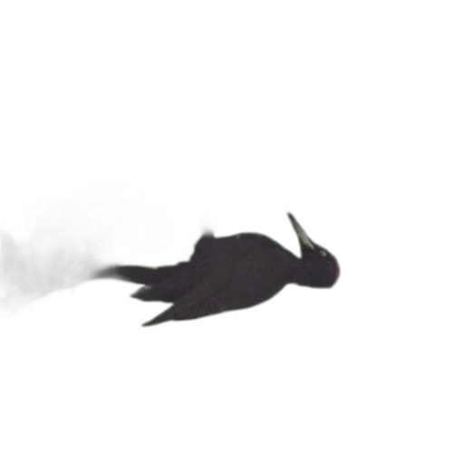 dragon, hair, animal, creature transparent PNG cut-out