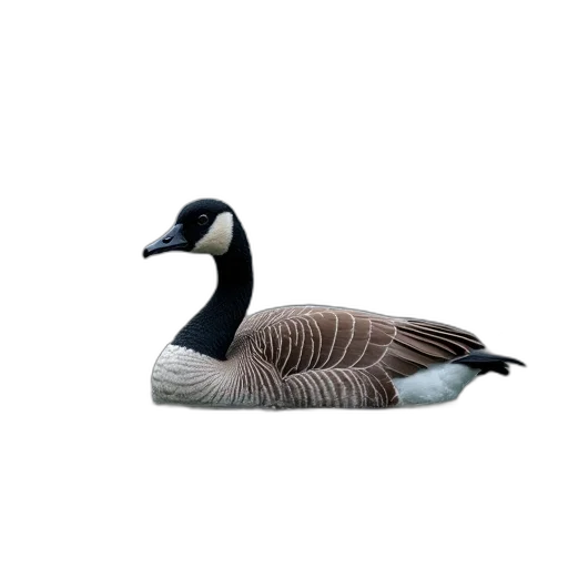 animal, creature, jacket, furniture transparent PNG cut-out