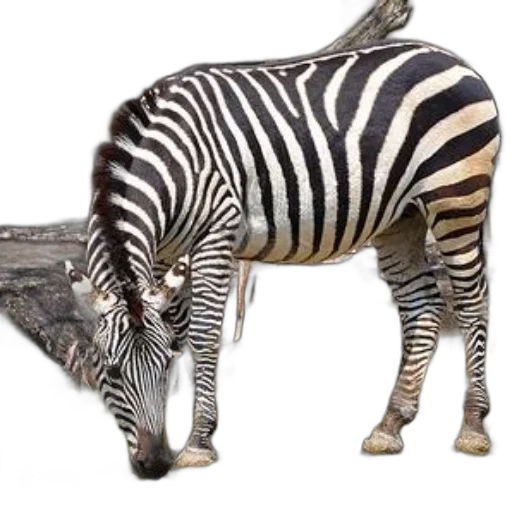 animal, creature, staff, jewelry transparent PNG cut-out