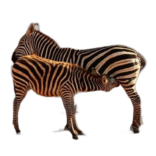 animal, furniture, creature, jewelry transparent PNG cut-out