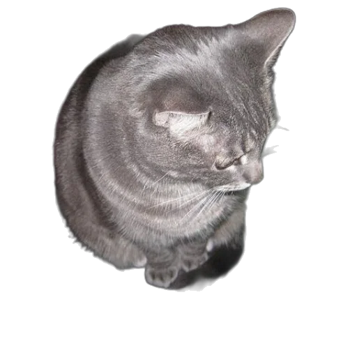 animal, creature, staff, face transparent PNG cut-out