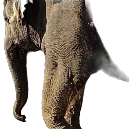 animal, creature, weapon, staff transparent PNG cut-out