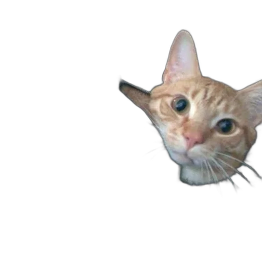 animal, creature, face, staff transparent PNG cut-out