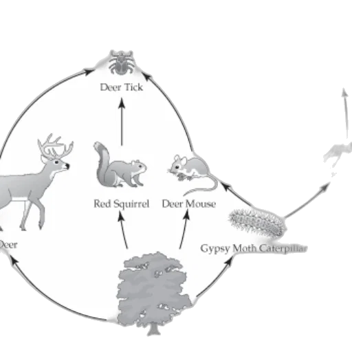 concept art, forest, food, web transparent PNG cut-out