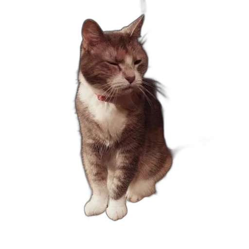 staff, animal, creature, face transparent PNG cut-out