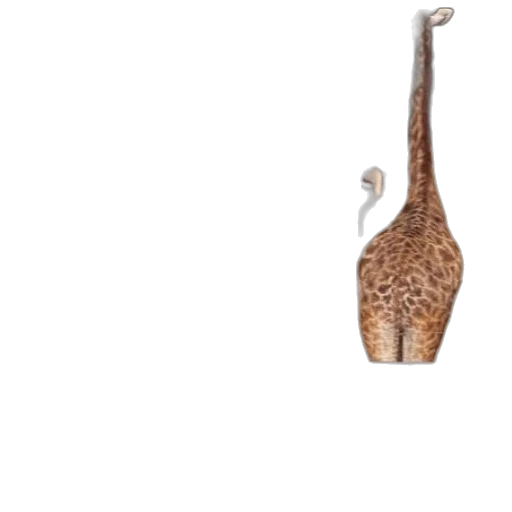 animal, staff, hair, weapon transparent PNG cut-out
