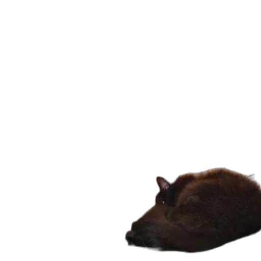 animal, creature, hat, hair transparent PNG cut-out