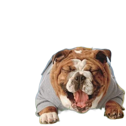 jacket, animal, creature, staff transparent PNG cut-out