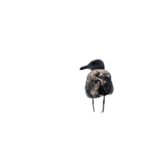 animal, jacket, hat, hair transparent PNG cut-out