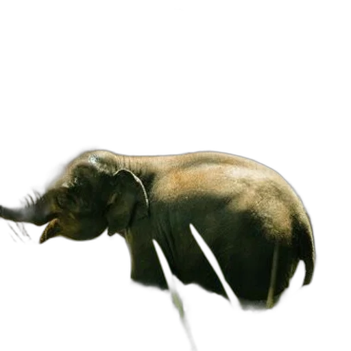 animal, creature, hair, staff transparent PNG cut-out