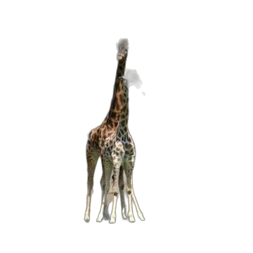 animal, creature, staff, jewelry transparent PNG cut-out