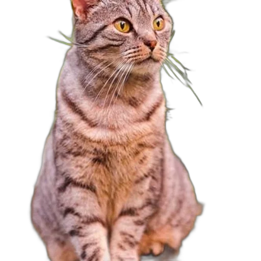 animal, staff, creature, crown transparent PNG cut-out