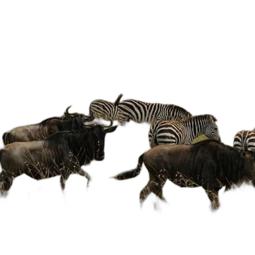 animal, hair, creature, furniture transparent PNG cut-out