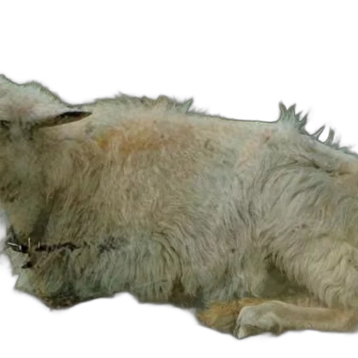 animal, creature, dragon, staff transparent PNG cut-out