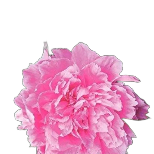 flower, crown, jewelry, staff transparent PNG cut-out