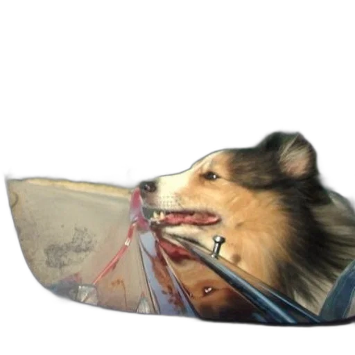 shoes, hat, weapon, animal transparent PNG cut-out