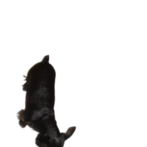 animal, staff, creature, hair transparent PNG cut-out