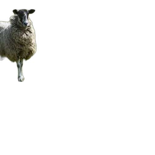 animal, creature, staff, hat transparent PNG cut-out