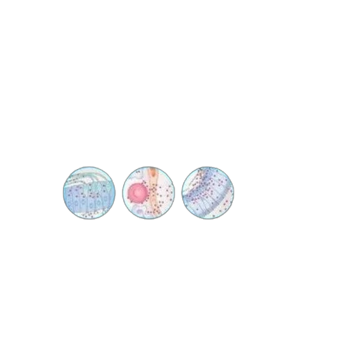 jewelry, jacket, food, watercolor transparent PNG cut-out