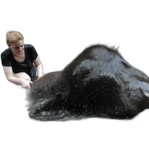 hair, animal, creature, staff transparent PNG cut-out