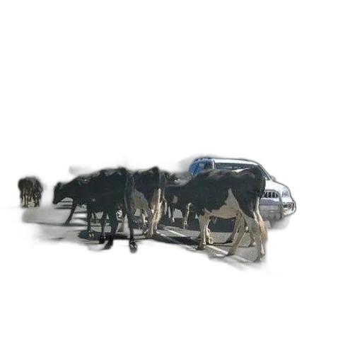 animal, car, jewelry, robot transparent PNG cut-out