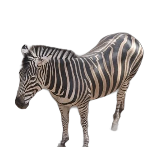 animal, creature, furniture, weapon transparent PNG cut-out