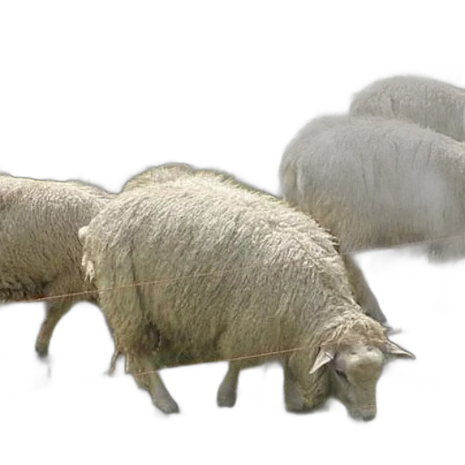animal, 3d render, photorealistic, concept art transparent PNG cut-out