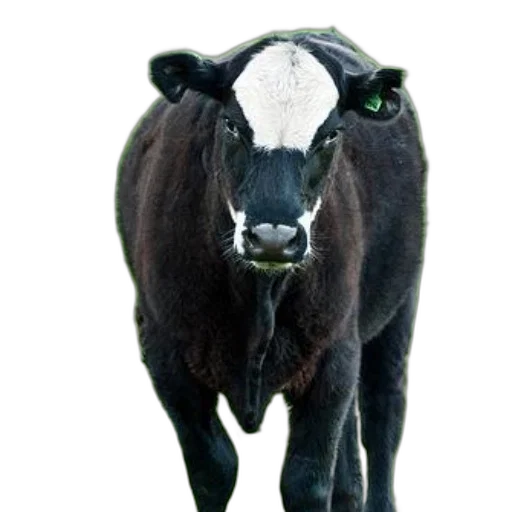 animal, face, staff, creature transparent PNG cut-out