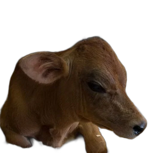 animal, creature, face, food transparent PNG cut-out
