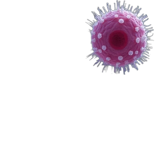 flower, animal, weapon, creature transparent PNG cut-out