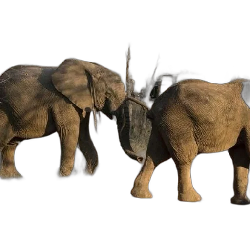 animal, creature, weapon, concept art transparent PNG cut-out