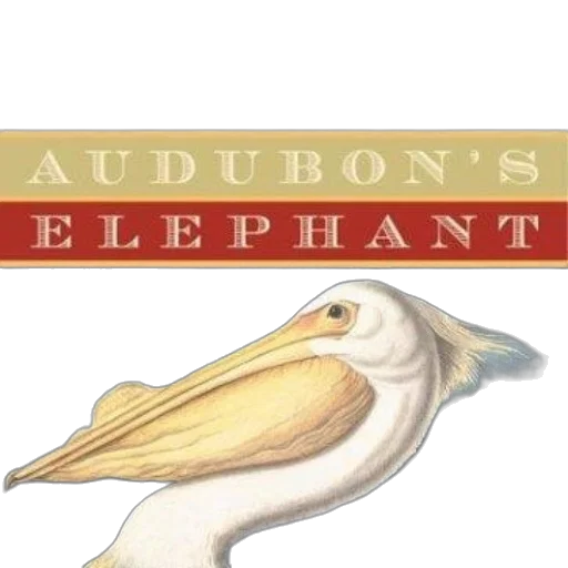 animal, hat, concept art, cover transparent PNG cut-out