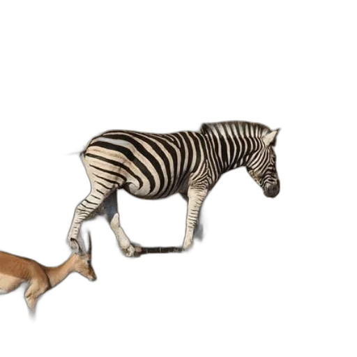 animal, creature, furniture, 3d render transparent PNG cut-out