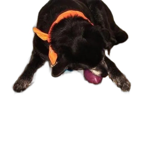 staff, animal, creature, black transparent PNG cut-out