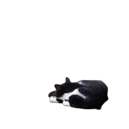 animal, hat, creature, shoes transparent PNG cut-out