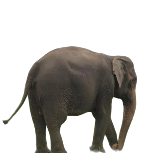 animal, staff, creature, weapon transparent PNG cut-out
