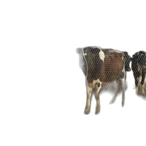 animal, jewelry, furniture, creature transparent PNG cut-out