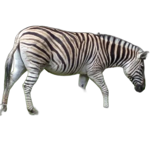 animal, creature, staff, jewelry transparent PNG cut-out