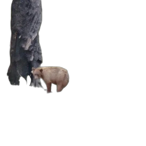 animal, creature, shoes, hair transparent PNG cut-out